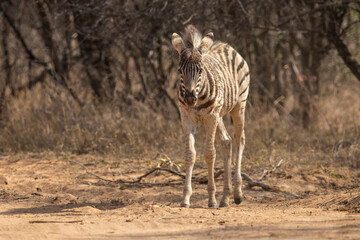 A young plains zebra (Equus quagga) walking in a national park  © Tyrone