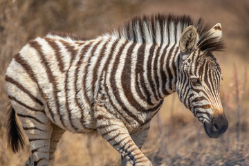 A young plains zebra (Equus quagga) walking in a national park  © Tyrone