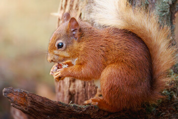 Fototapeta premium Red squirrels foraging and feeding in their natural woodland habitats at Pow Hill Country Park, County Durham, photographed July 2026