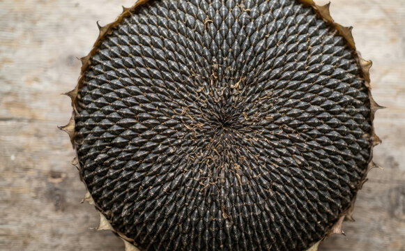 Close up of a mature dried sunflower head with detailed seeds pattern revealing fibonacci spiral sequence and natural mathematics geometry concept
