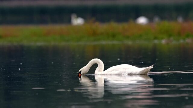 Whooper swans prepare for autumn migration as they swim and take flight over a pond at sunrise in slow motion footage