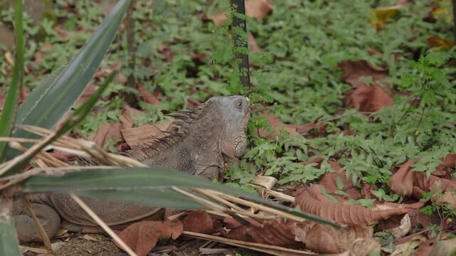 Green iguana Iguana iguana resting on grass in natural habitat, 4k 60fps video.