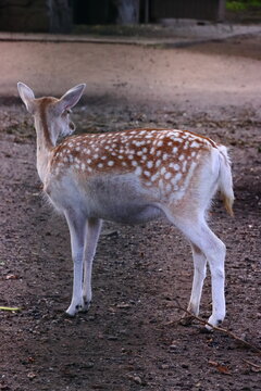 Full body view of a spotted fallow deer standing on a dirt ground looking away
