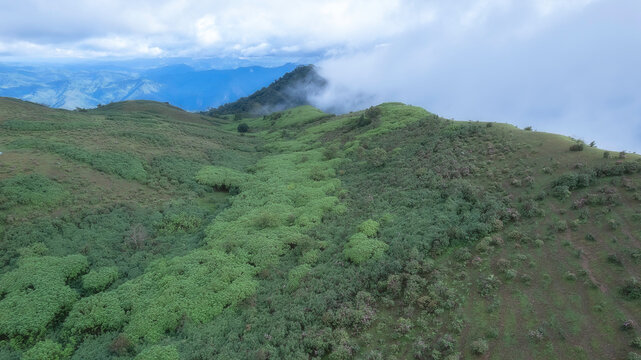 Aerial view of dense forest shrouded in morning mist, with fog weaving through trees and rolling hills. Vibrant green foliage contrasts with soft white clouds