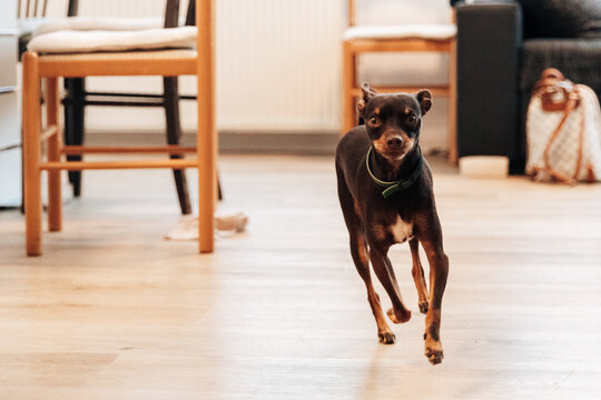 A portrait of a running Russian Toy Terrier in the living room on a summer day.