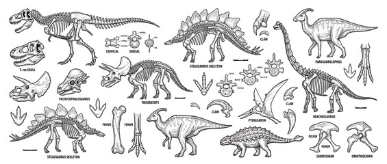 Dinosaur Skeletons and Fossils Collection © Roki