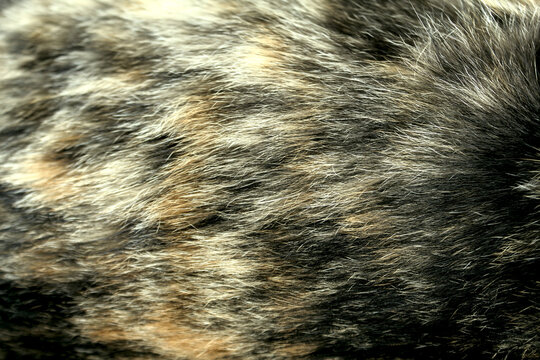 Close Up Texture Detail of Tortoiseshell Cat Fur With Black Brown and Orange Pattern