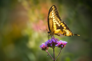 Giant swallowtail butterfly (Papilio cresphontes) feeding on a purple verbena flower with a colorful bokeh background, Ontario, Canada. © Teresa