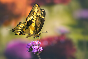 Giant swallowtail butterfly (Papilio cresphontes) feeding on a purple verbena flower with a colorful bokeh background, Ontario, Canada. © Teresa