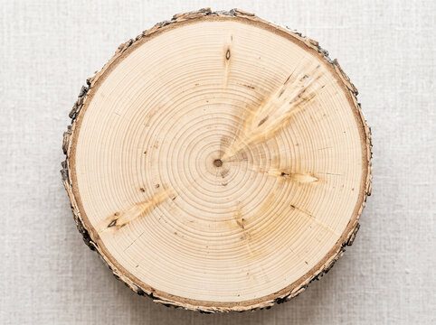 A circular slice of birch wood log shows natural rings and bark texture on a white.