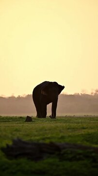 elephant in sunset