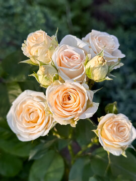 Cream peach rose cluster blooming on green stems in a soft summer garden