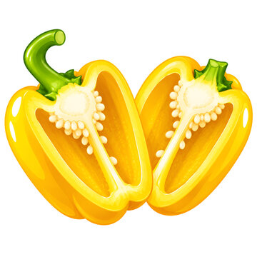 vector illustration of a bell pepper