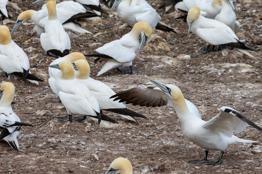 Gaspesie, Quebec, 15 July 2026 : Northern Gannets gather in a colony, with one bird stretching its wings amidst the group.