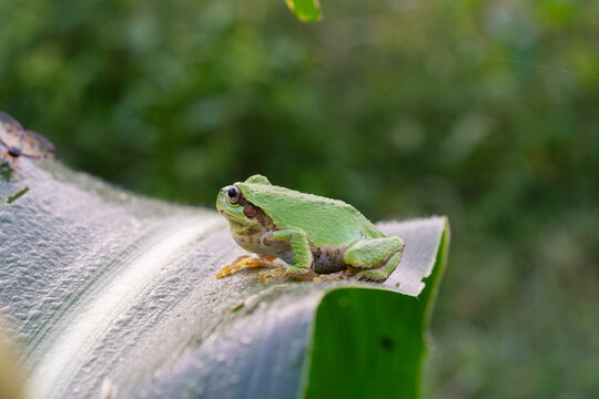 Japanese tree frog on a dew covered corn leaf in the morning