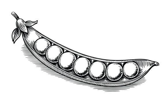 Monochrome vector illustration of an open green pea pod showing ripe seeds isolated on a white background.