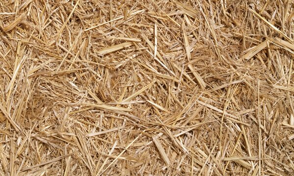 Close-up of dry straw with a natural beige and golden texture, suitable as a rustic background.