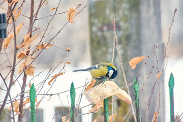 A great tit (Parus major) pecking at suet at an outdoor feeder against the backdrop of a fence in winter. © Michel F