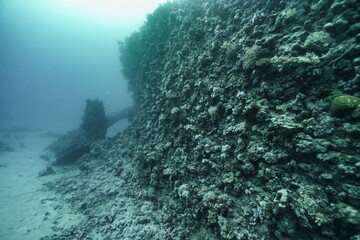 Coral-Covered Reef Wall in the Red Sea, Egypt © Kyle