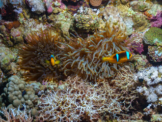 Vibrant Reef Life in the Red Sea, Egypt © Kyle
