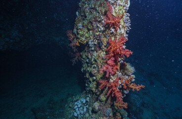 Vibrant Coral Reef Structure in the Red Sea, Egypt © Kyle