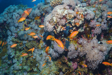 Vibrant Reef Life in the Red Sea, Egypt © Kyle