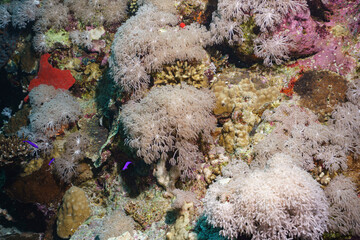 Vibrant Coral Reef Ecosystem in the Red Sea, Egypt © Kyle