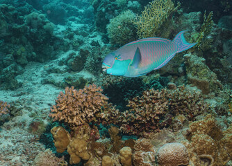 Large Snapper Fish over Coral Reef in the Red Sea, Egypt © Kyle