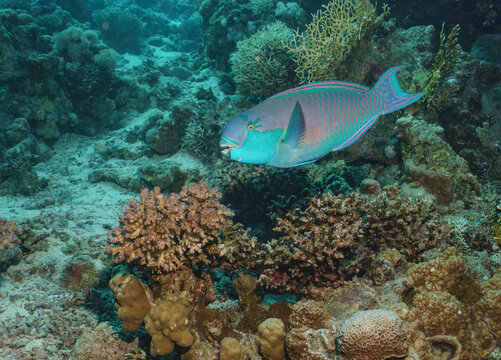 Large Snapper Fish over Coral Reef in the Red Sea, Egypt