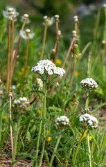 White yarrow flowers blooming in green mountain meadow in Colorado summer, achillea millefolium © Jennifer