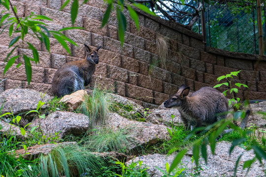 Two wallabies on rocky slope near stone wall at Omaha Zoo wildlife
