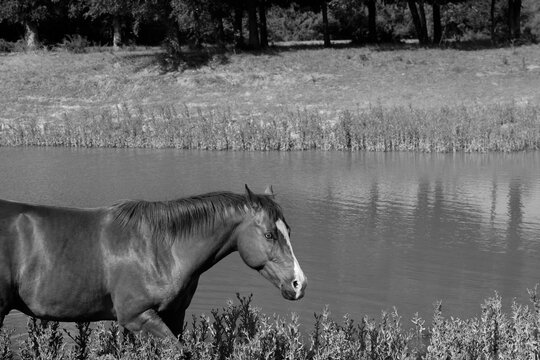 Horse walking by pond water on a Texas farm in black and white