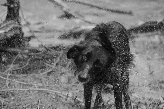 Funny face of a dog shaking off water in black and white