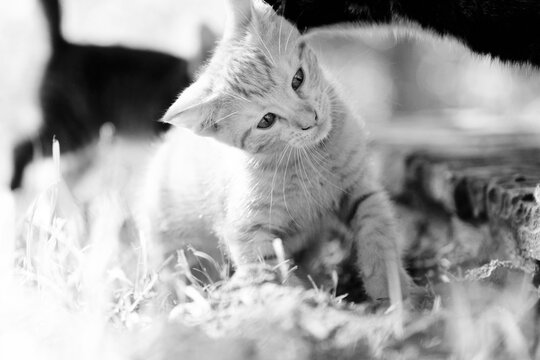 Orange tabby kitten getting groomed in black and white