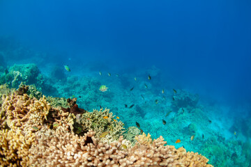 Coral reef with colorful fishes in tropical sea resort. Underwater marine ecosystem, snorkeling adventure, summer family travel, healthy coral habitat, rich biodiversity and tropical ocean wildlife. © Tropical studio