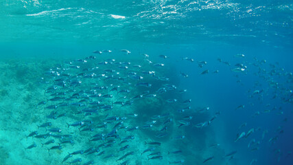Obraz premium School of mackerel (Rastrelliger kanagurta) swimming above a coral reef in Indonesia. Tropical marine wildlife, underwater biodiversity, snorkeling, healthy ocean ecosystem and travel.