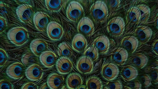 Close-up pattern of vibrant peacock tail feathers with metallic blue and green eyespots texture concept