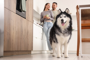 Pet ownership and domestic life, happy couple with a husky dog in a modern kitchen at home enjoying morning coffee and quality time together © Pixel-Shot