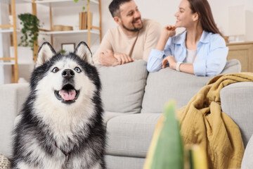 Pet ownership and companionship, happy husky dog with owners relaxing on sofa in cozy living room interior for family lifestyle and home life © Pixel-Shot