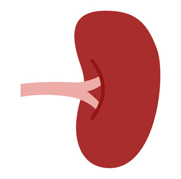 human spleen icon