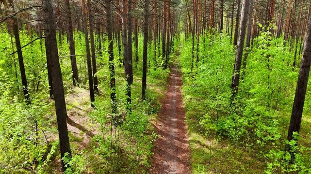 A drone flight over a narrow path through a pine forest overgrown with bushes during a sunny day. Pine forest, Novosibirsk, Russia.