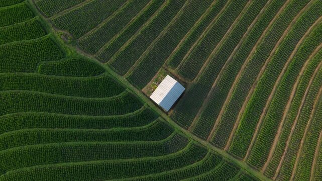 Aerial view of lush rice terraces with neat rows. White structure stands out against green fields. Rows curve gently across the landscape. Sunlight illuminates the fertile crop