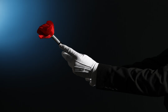 Male magicians hands with flower on dark background