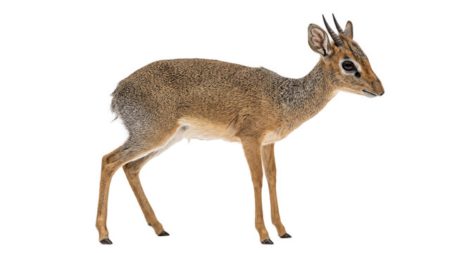 A small dik-dik antelope stands attentively in the sunlight while showcasing its distinctive brown coat and tiny curved horns as it explores the vast grassy plains of the wild African savanna