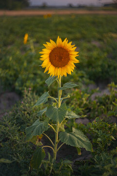 One sunflower standing tall in agricultural field at dusk