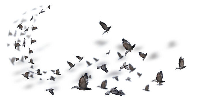 flying birds formation of pigeons many  isolated for backgound travelling in autumn