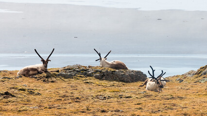 Iceland reindeer resting on tundra by water © SNEHIT PHOTO