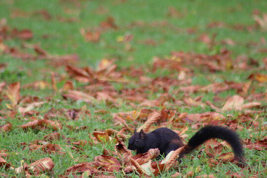 Black squirrel foraging through autumn leaf litter