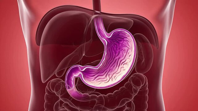 Medical 3D animation showing a cross section of the human stomach and organs within the digestive system