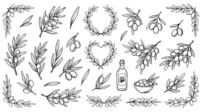 Hand drawn olive branches set, vector illustration of olive wreaths, leaves, and oil bottle